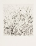 Findlay-Aloes and Wild Grasses 2011-Drypoint-LR