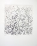 Findlay-Aloes and Wild Grasses EV 3-DRypoint with Hand-Painting-LR