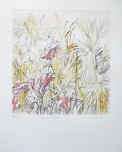 Findlay-Aloes and Wild Grasses EV 5-DRypoint with Hand-Painting-LR