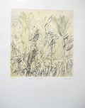 Findlay-Aloes and Wild Grasses EV 6-DRypoint with Hand-Painting-LR