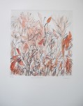 Findlay-Aloes and Wild Grasses EV 9-DRypoint with Hand-Painting-LR