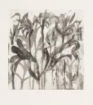 Findlay-Lilies 2011-Spitbite Aquatint and Etching-LR
